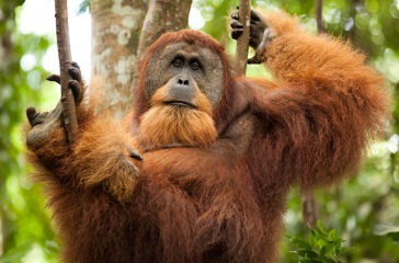 Indonesien - sumatra_bukit lawang_orangutang_04