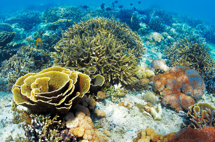 bali - bali_dykning_koral_04_hf