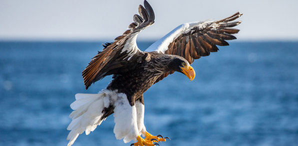 Hokkaido Shiretoko National Park Steller Havørn