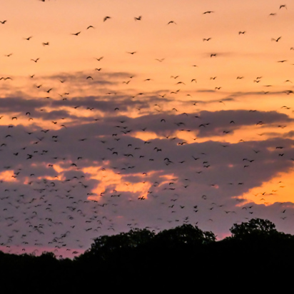 Kalong Island Flagermus As 493646995