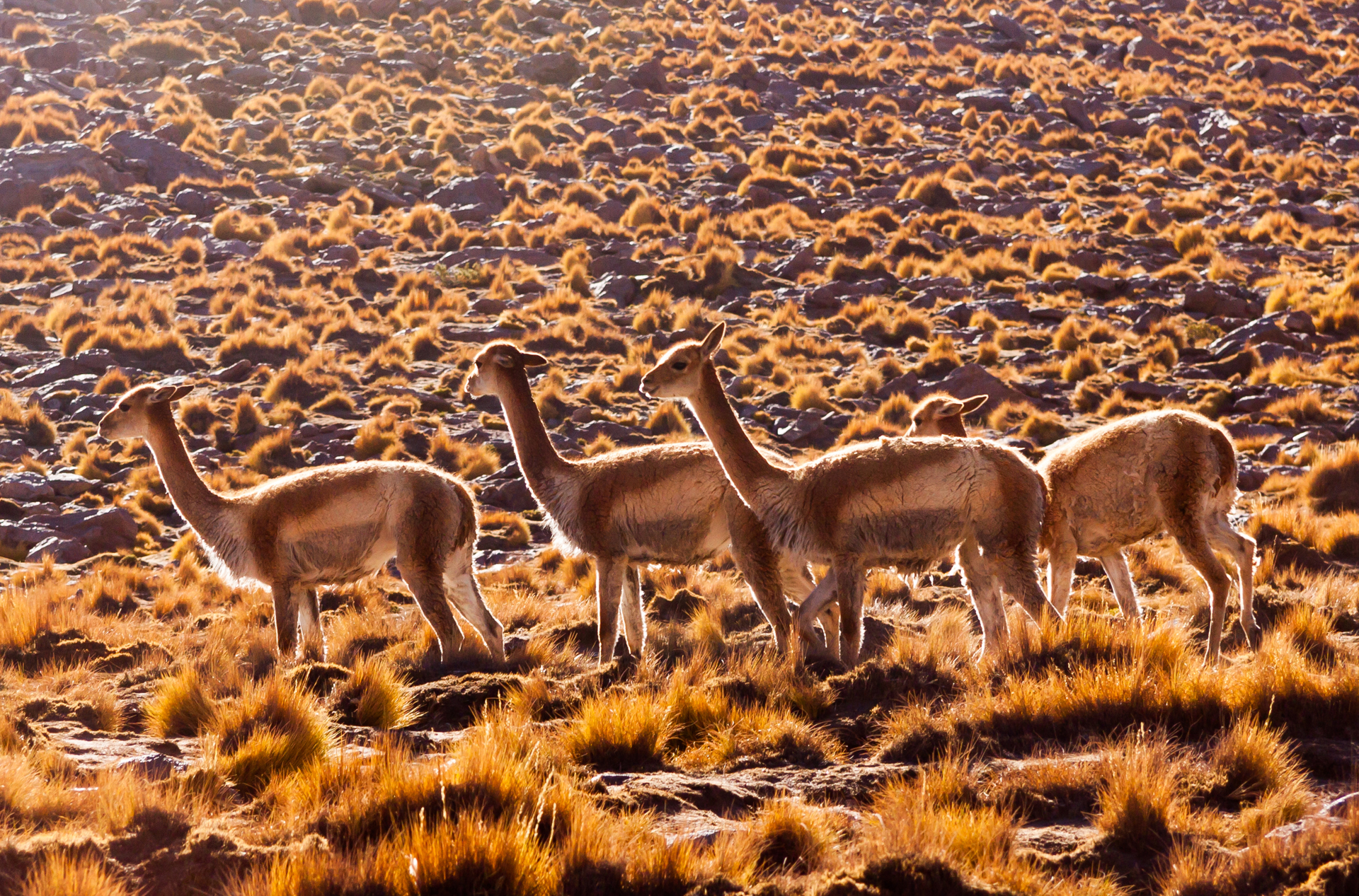 argentina - patagonien_guanacoes_02