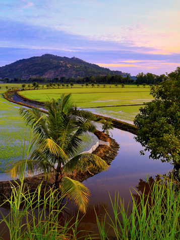 Rejsen føre os både forbi naturskønne rismarker...