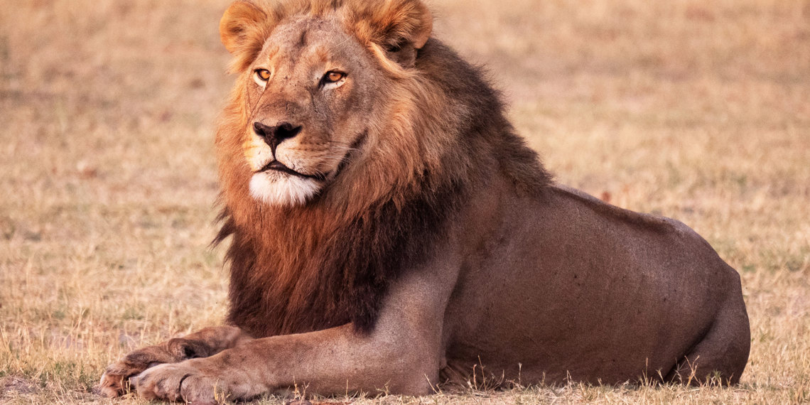 Chobe National Park Løve