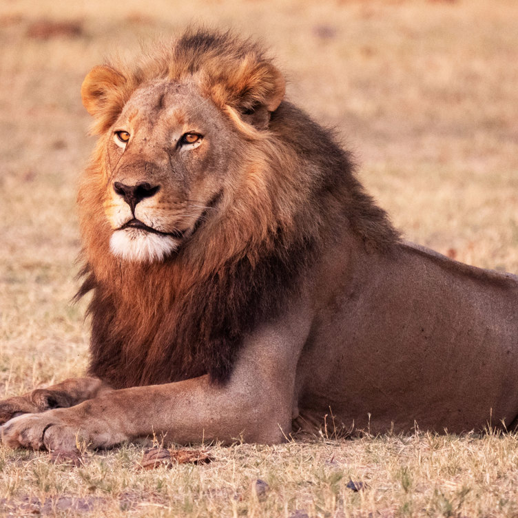 Chobe National Park Løve