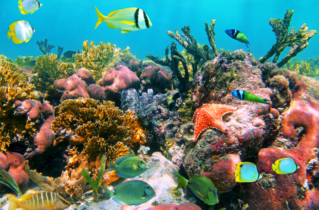 mexico - cozumel_koral_fisk_01