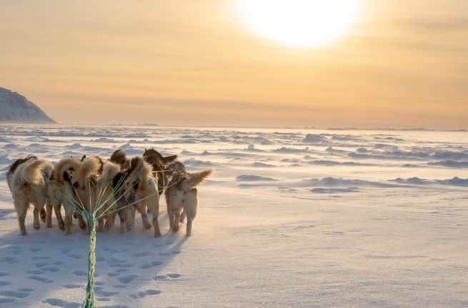 Grønland Hundeslæde Vinter