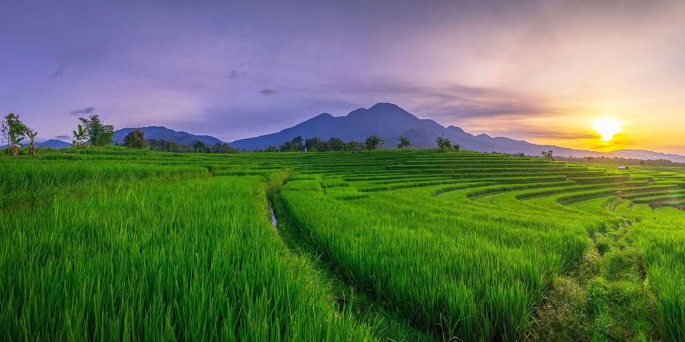 Pupuan Sawah Rismarker GI 2152274415