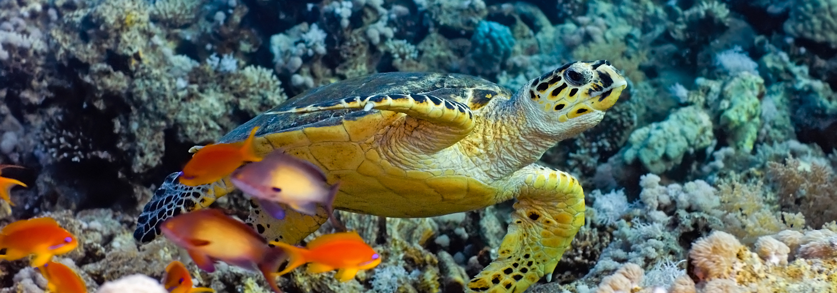 bali - bali_skildpadde_hav_01