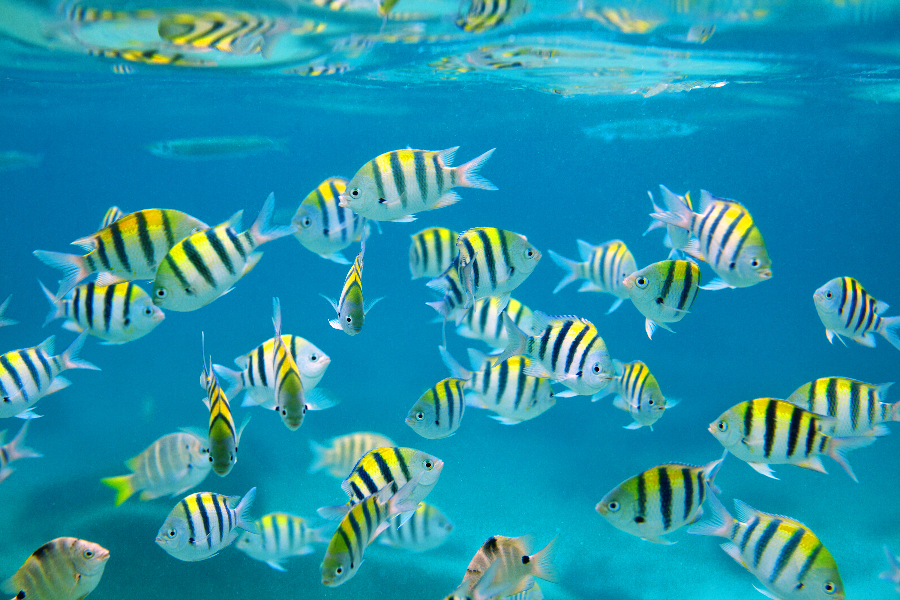 thailand - similan islands_fisk_01