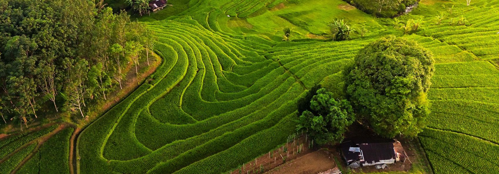 Pupuan Sawah Rismarker GI 1464971125