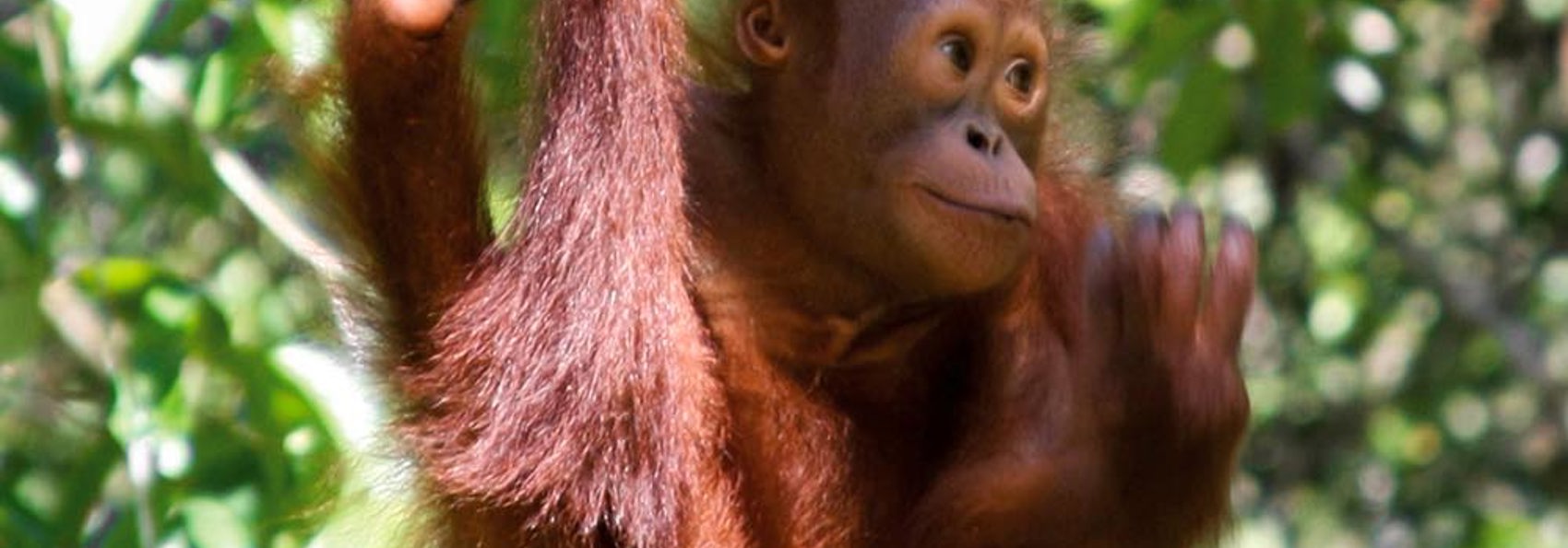 malaysia/borneo - borneo_orangutang_baby_02_hf