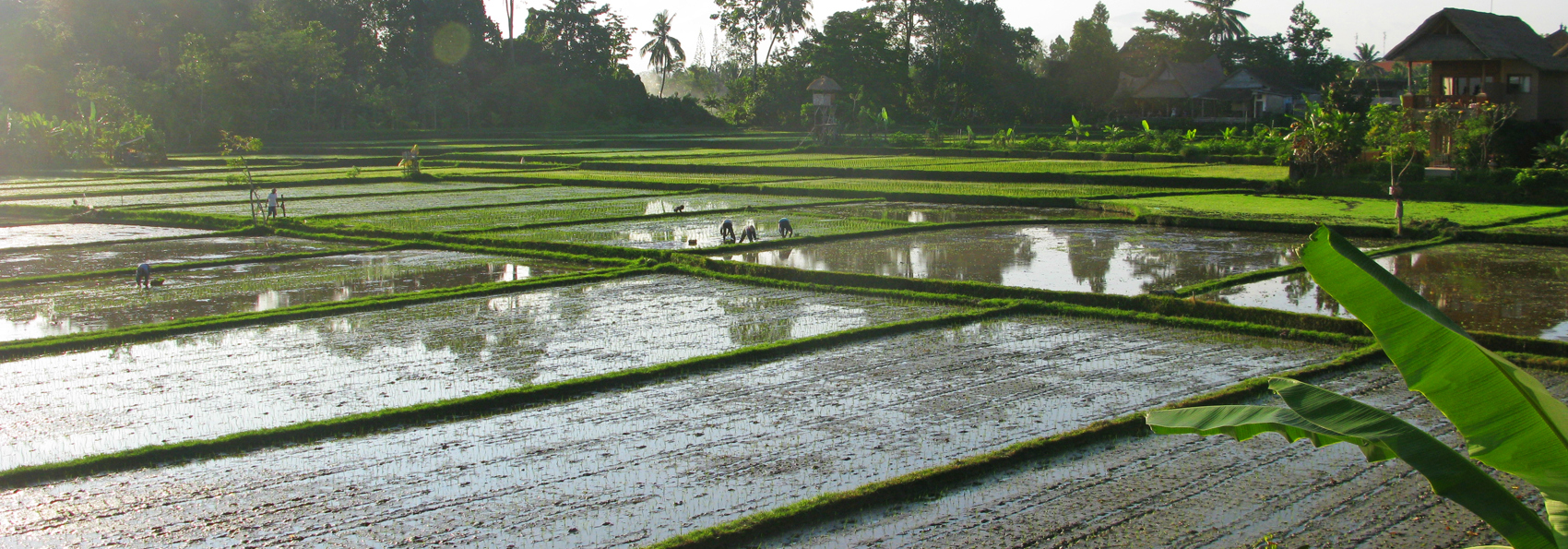 bali - tegal sari_udsigt_02