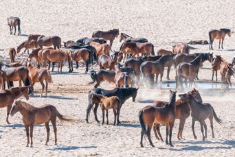 I nærheden af Kolmanskop lever der vilde heste, som er unikt for Afrika.