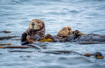Der er både søde oddere...