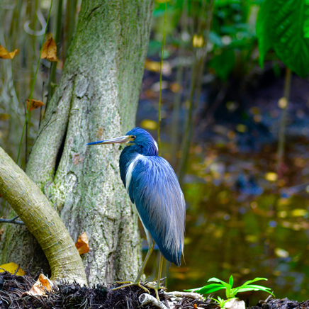 mexico - Sian Ka´an_fugl_01