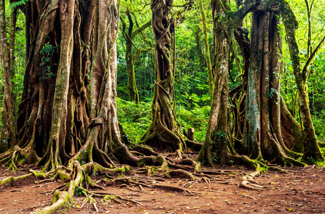 bali - bali banyan_01