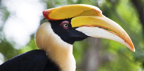 malaysia/borneo - borneo_næsehornsfugl_01