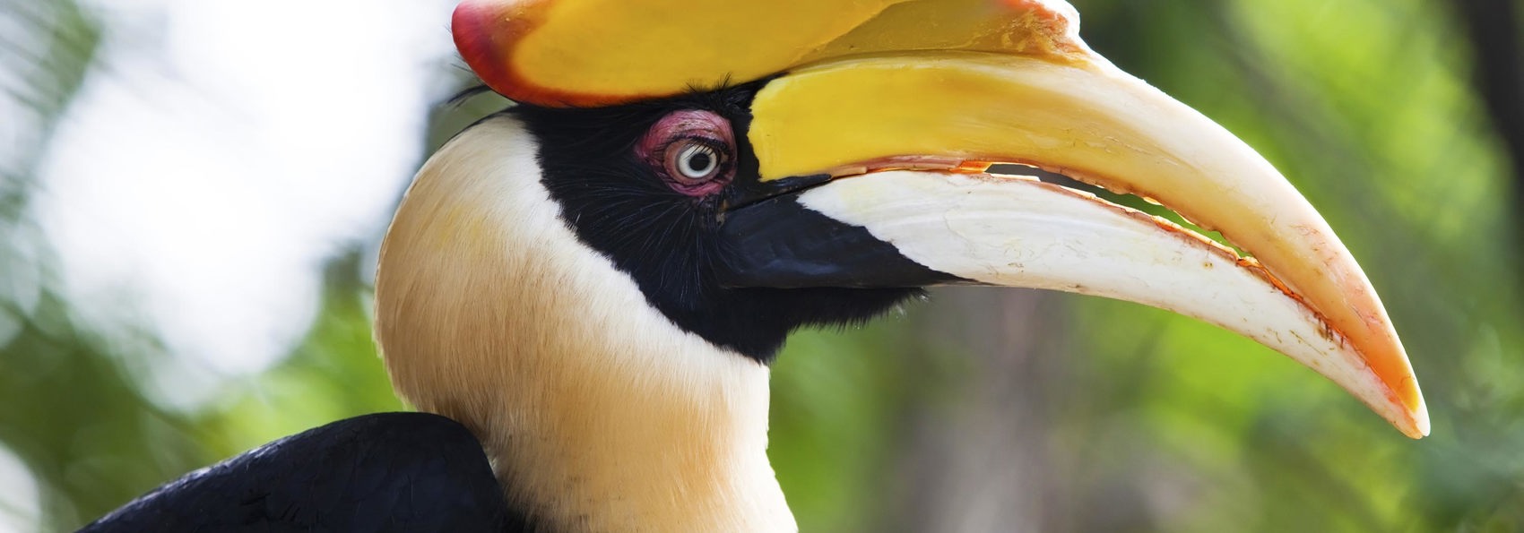 malaysia/borneo - borneo_næsehornsfugl_01