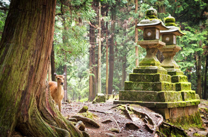 Nara Natur2