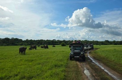 Minneriya Nationalpark Elefanter