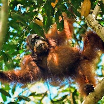 Utan Rainforest Lodge Orangutang