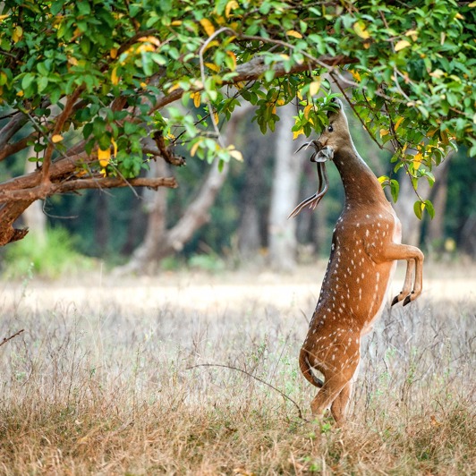 indien - ranthambore_antilope_01