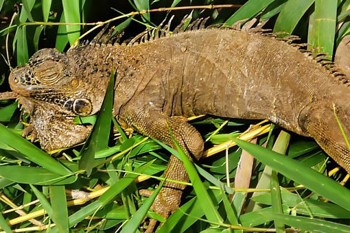 costa rica - sejltur cano negro floden_05