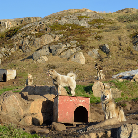 Sisimiut_slædehunde_03