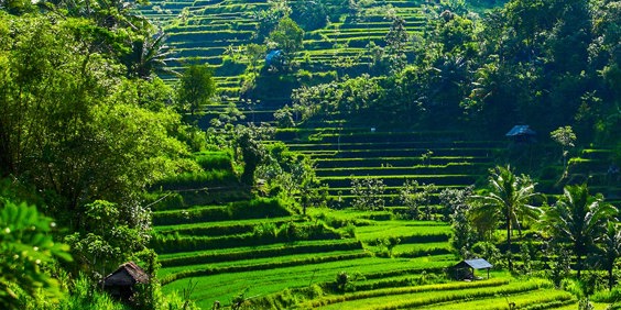 bali - ubud_rismark_04_HF