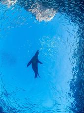 Mexico La Paz Baja California Søløve Fisk Sea Of Zortez California Bugten