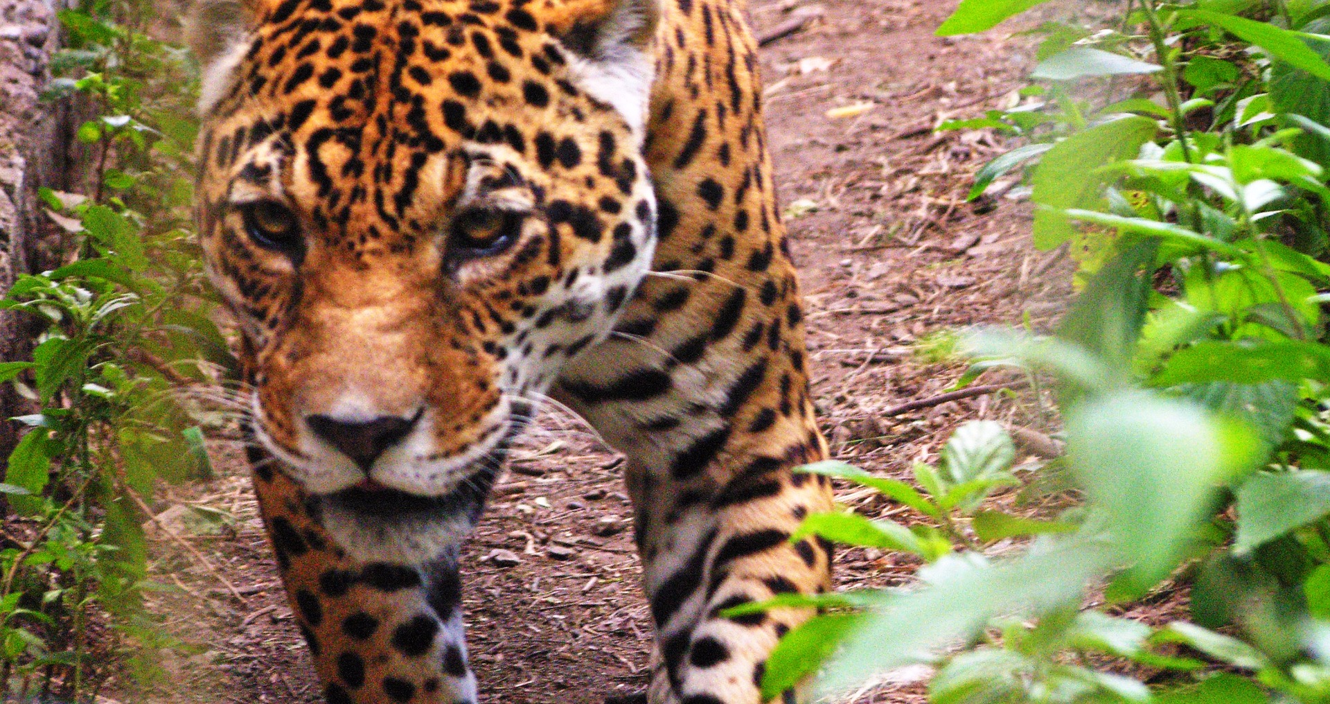 ecuador_jaguar_01