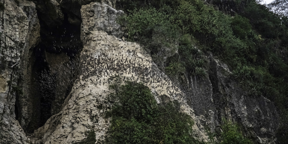 Cambodia Battambang Flagermus GT 1289071361