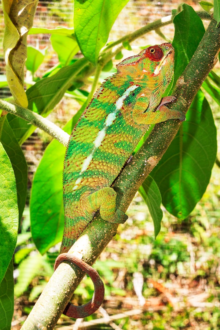 kamaelon_andasibe mantadia national park_01