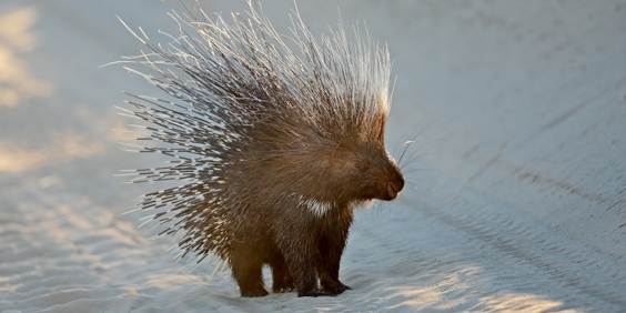 Hulepindsvin, Shy Five