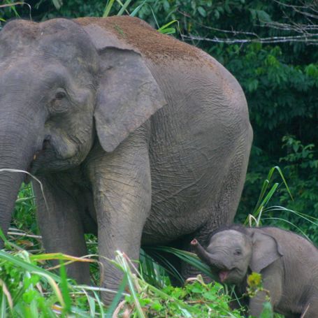 Sukau Rainforest Lodge Elefant 01
