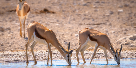 Springbukke Etosha National Park 2259109513
