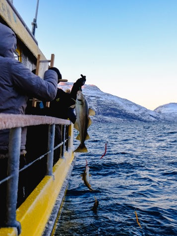 I kommer også ud at fiske på en sejltur i isfjorden.