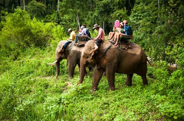 thailand - kanchanaburi_elefant_01