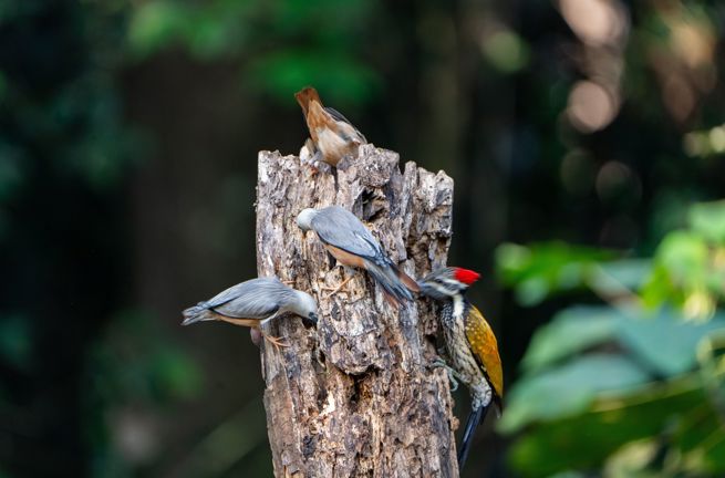 Thattekad Bird Sanctuary Kerala Flere Fugle 2437564505