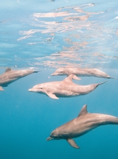 Zanzibar Delfiner