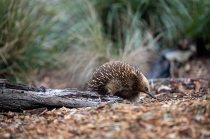 Australien Dyr Myrepindsvin Shutterstock 2540629341
