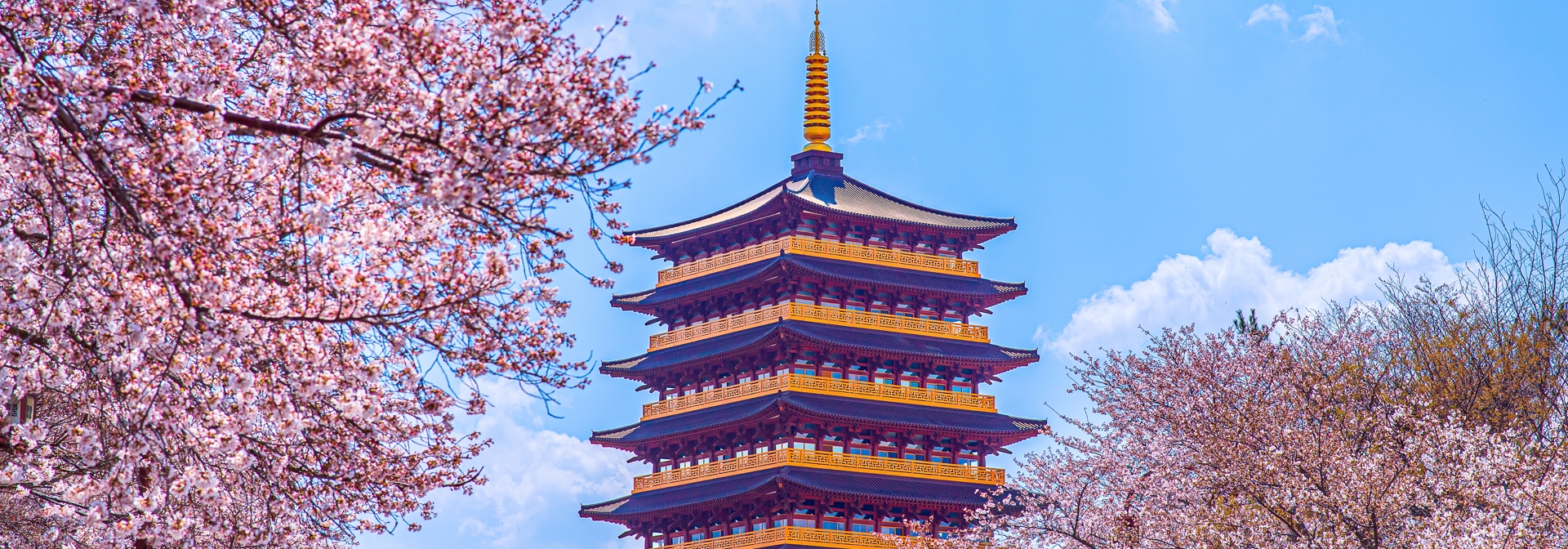 Spring Cherry Blossoms And A Beautiful 9 Story Pagoda Building In Gyeongju City