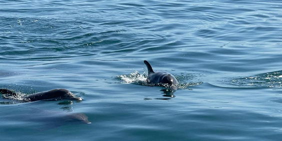 Delfin Bådtur 02
