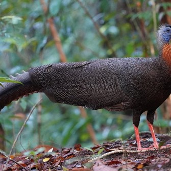 Utan Rainforest Lodge Fugl