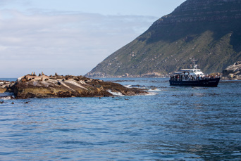 Sydafrika 2025 Cape Town 0873 whale watching
