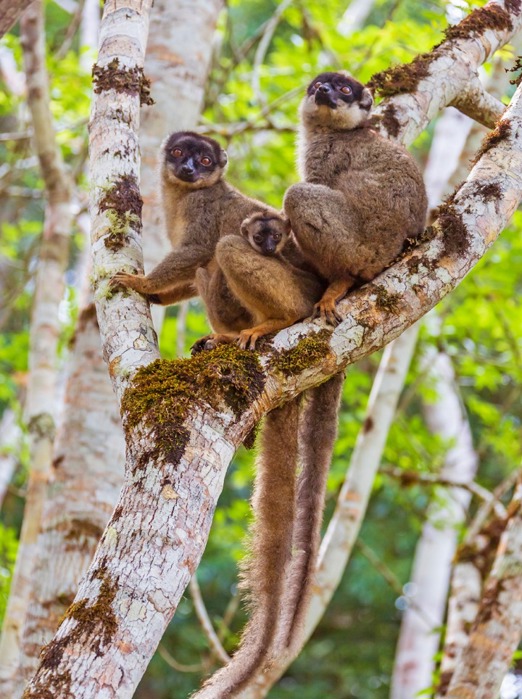 lemur brown_andasibe mantadia national park_01