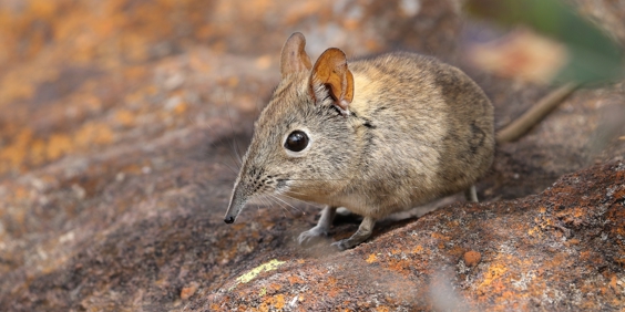 Elefantspidsmusen, Small Five