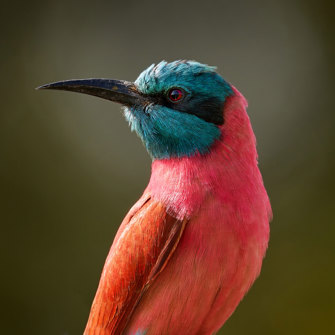 Karminbiæder Chobe National Park