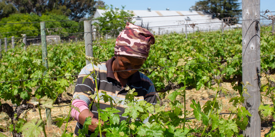 Sydafrika Mikkel 2025 1203 Vinbonde