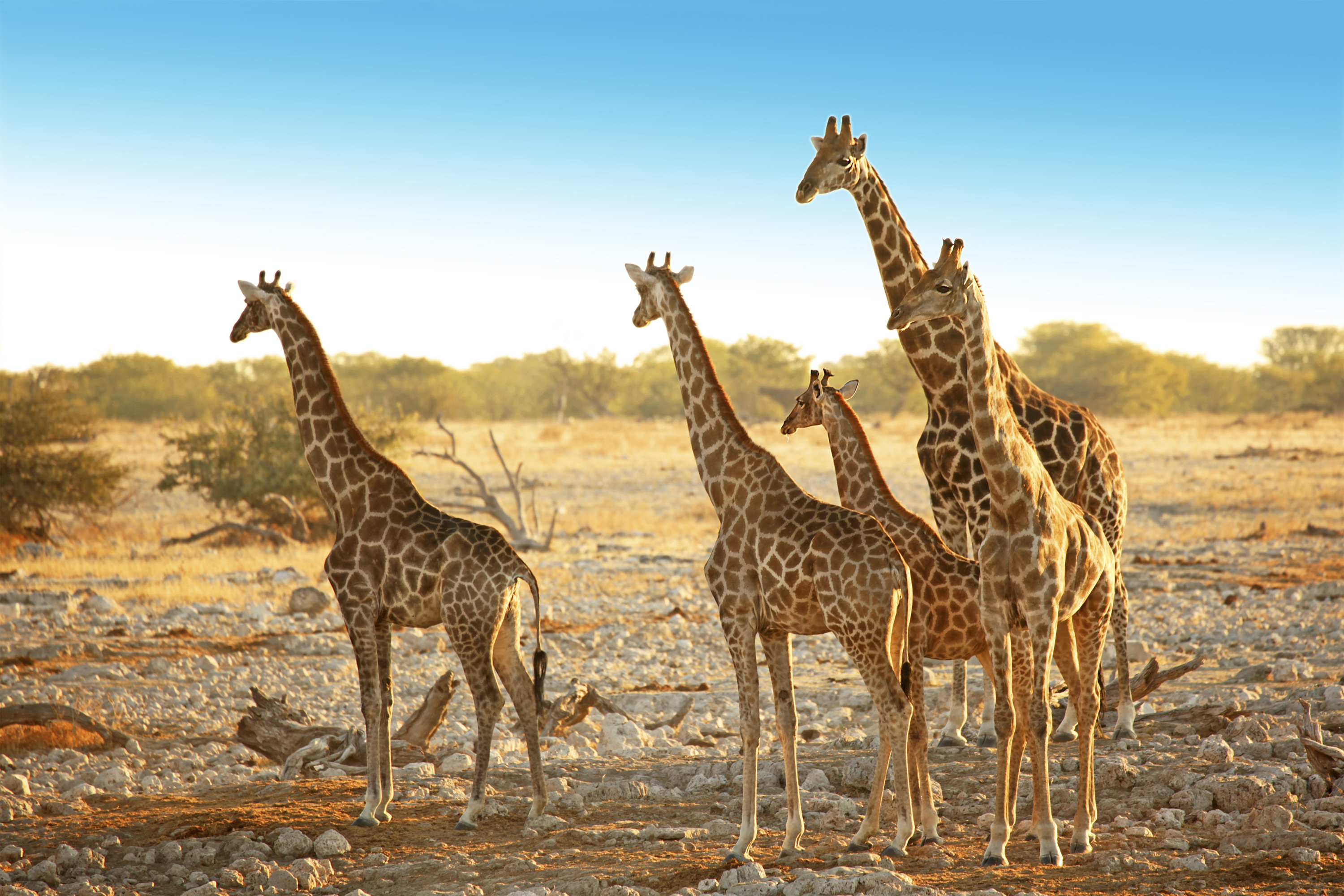 etosha_nationalpark_giraf_01